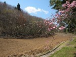 福島大学隣接遊休農地復活・再生事業（通称：Ｕプロジェクト）